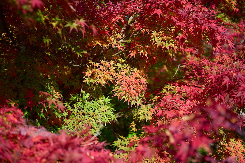 Red leafed plant, HD wallpaper | Peakpx