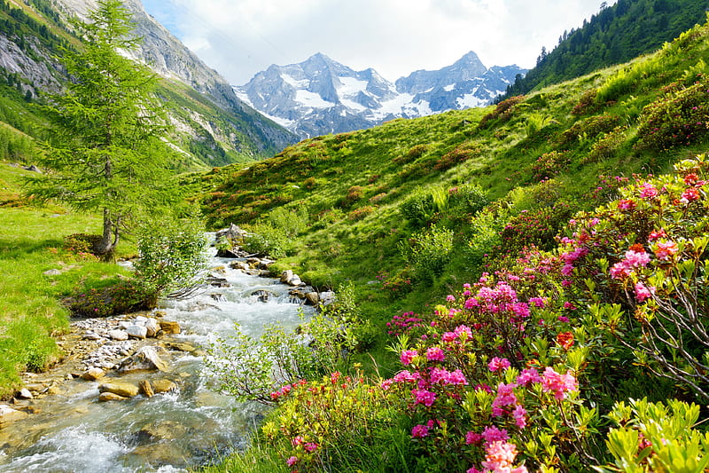 Alpine roses and wild brook, Alps, stream, grass, small, brook, mountain, wildflowers, wild, river, hills, view, greenery, spring, creek, sky, roses, freshness, landscape, HD wallpaper