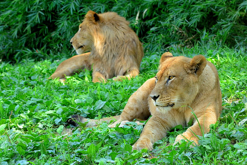 lioness, predator, grass, paws, HD wallpaper