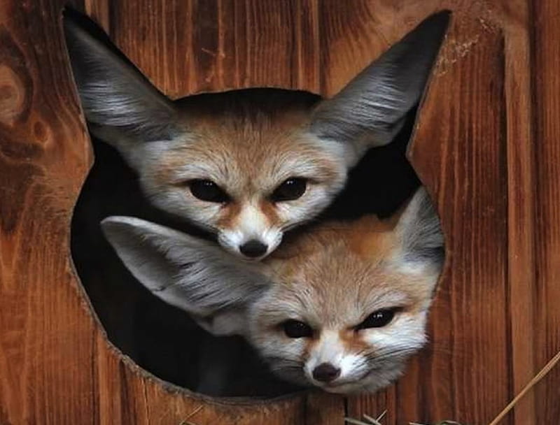 Cute Fox Images  Browse 1998 Stock Photos Vectors and Video  Adobe  Stock