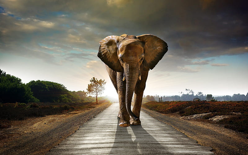 elephant, africa, road, elephants, HD wallpaper