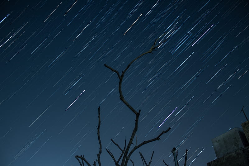 Bare Tree Under The Night Blue Sky, HD wallpaper
