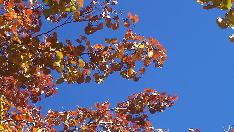 Aspens In November, Fall, red, aspen, orange, scarlet, yellow, quaking aspen, fa11, blue, cie1, golden, trees, tree, boughs, blue sky, Autumn, branches, HD wallpaper
