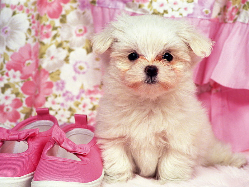 Cute Dog For, Puppy With Pink Flower, puppy, pink flower, HD phone  wallpaper