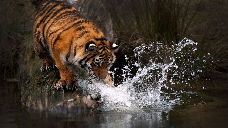 Tiger Water , tiger, animals, HD wallpaper