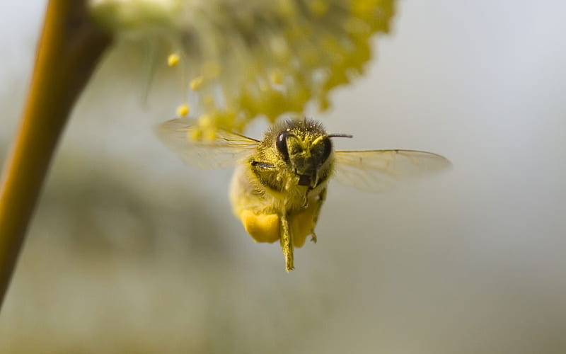 bee-headon-flying, bee, flying, flowers, pollen, animals, other, HD wallpaper