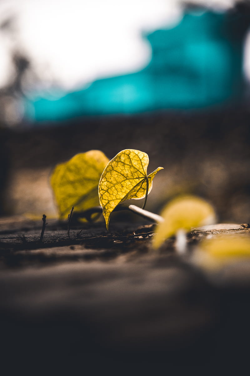 Yellow fruit on brown wooden table, HD phone wallpaper | Peakpx