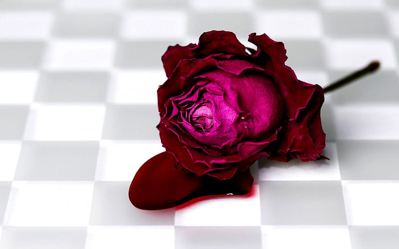 BLOOD ROSE rose, style, blood, HD wallpaper