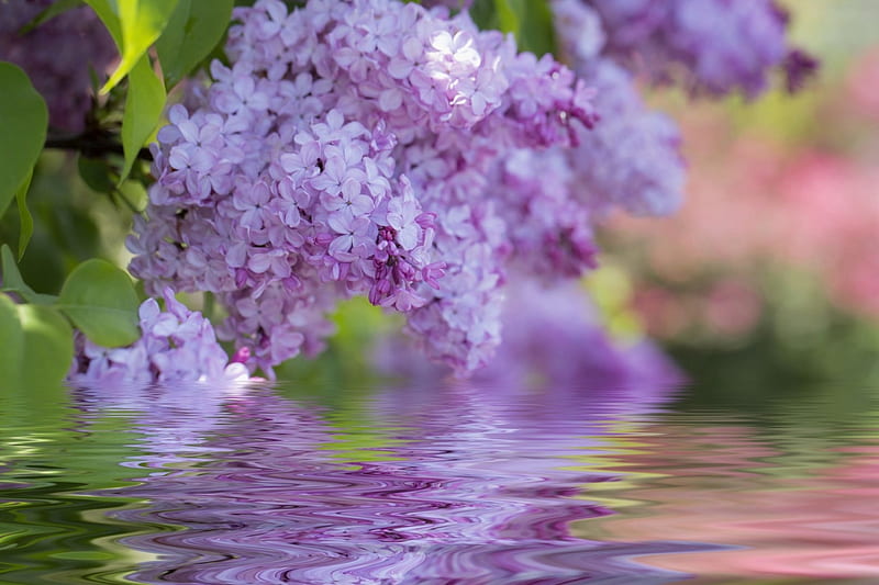 Lilac, water, green, flower, spring, reflection, pink, HD wallpaper