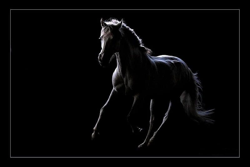 Mystic Horse 2, spanish stallion, dark, black and white, andalusian stallion, black, animals, horses, HD wallpaper