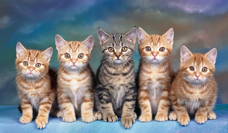 1..2..3..clik, cute, five, kittens, eyes, cats, animals, HD wallpaper