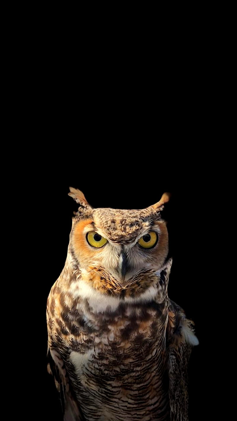 Sharp eyes, owl, bird, brown, arange, HD phone wallpaper