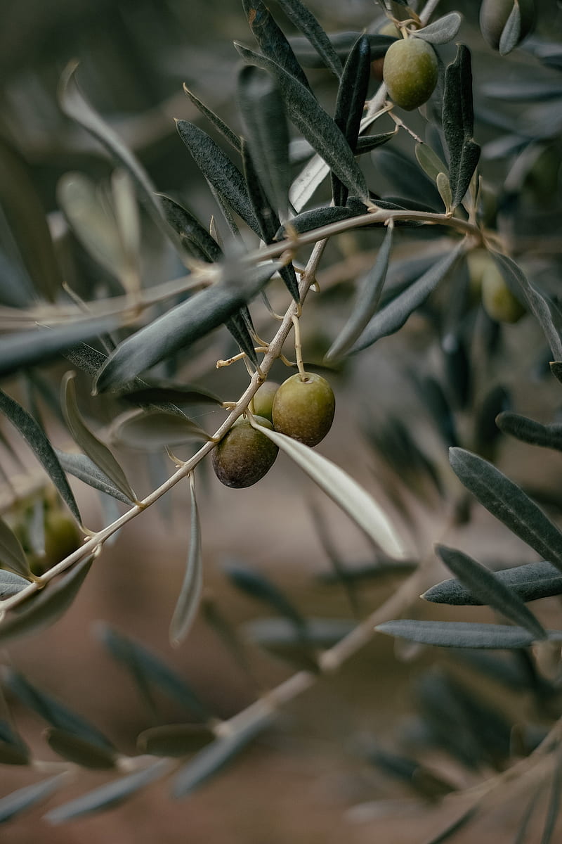 olives, branch, tree, focus, HD phone wallpaper
