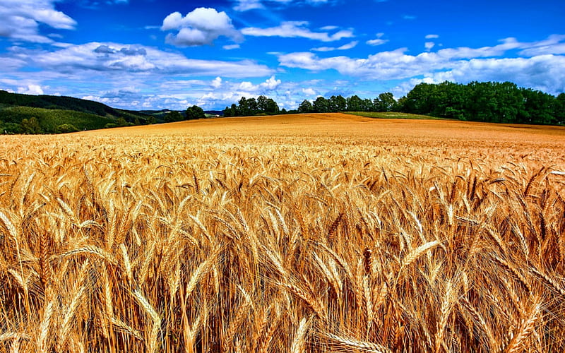 Field of Wheat Ready for Harvest, Field, Harvest, Wheat, Nature, HD wallpaper