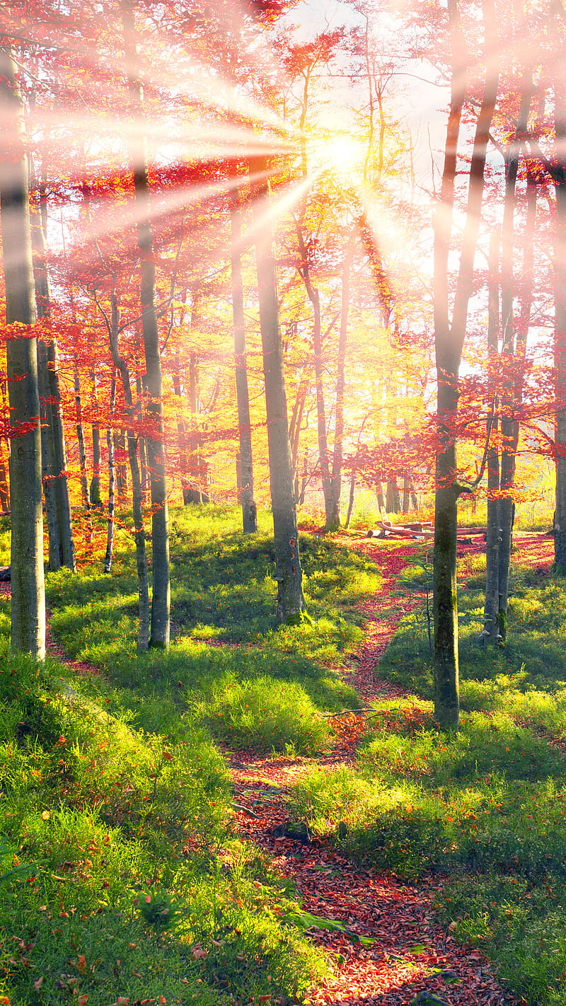 Sunbeam , nature, path, foliage, forest, fall, tree, HD phone wallpaper