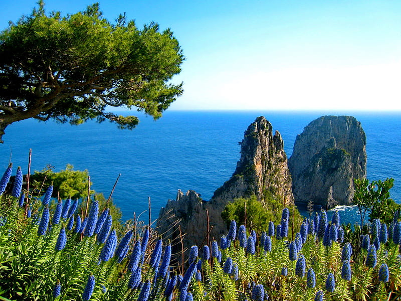 Capri view, rocks, pretty, shore, bonito, sea, nice, stones, flowers, blue, lovely, view, Capri, greenery, sky, trees, lake, water, summer, nature, coast, HD wallpaper