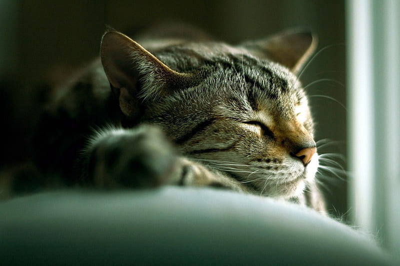 A cute cat sleeping, cute, sleep, dreams, cat, kitten, animal, HD wallpaper