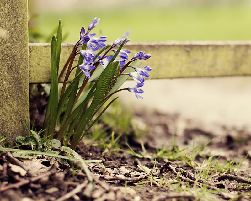 Narcissus, ground, nature, purple flower, HD wallpaper