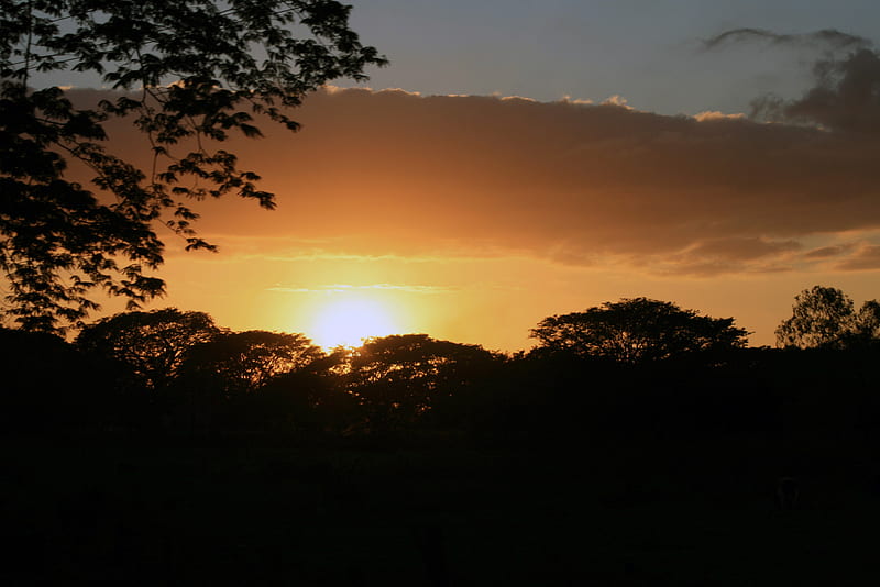 Savana sunset, sun, green, sunset, sky, savana, HD wallpaper