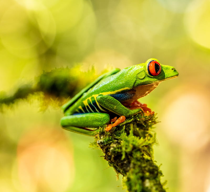 frog, amphibian, animal, green, HD wallpaper
