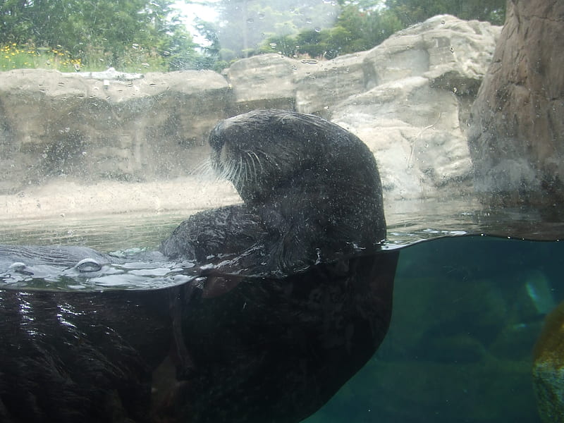 Oregon Aquarium Sea Otter, oregon, sea otter, aquarium, ocean, HD wallpaper