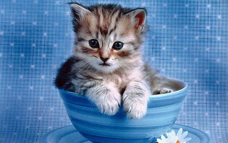 Kitten in cup, mammal, cat, animal, sweet, feline, cup, kitten, daisy, blue, HD wallpaper