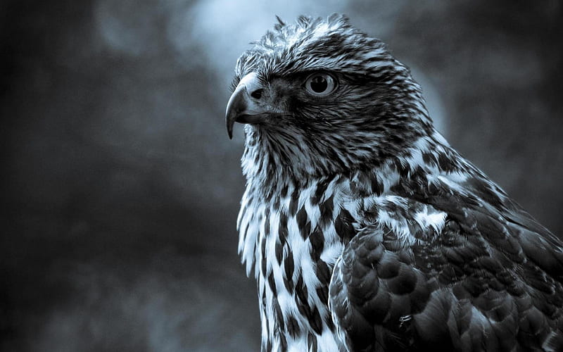 black and white hawk-Animal, HD wallpaper