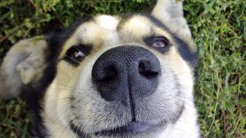 Dog Nose, dog, nose, funny, HD wallpaper