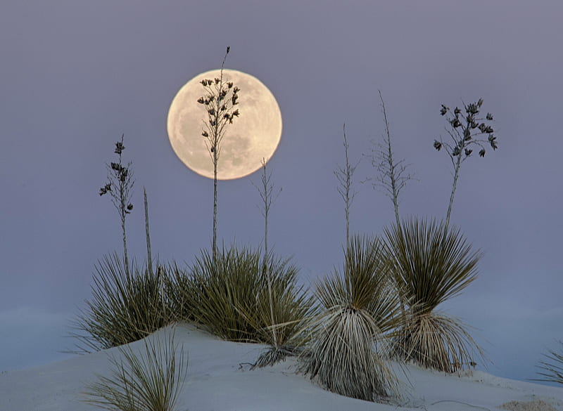 Earth, Desert, Moon, New Mexico, Sand, USA, White Sands National Monument, HD wallpaper