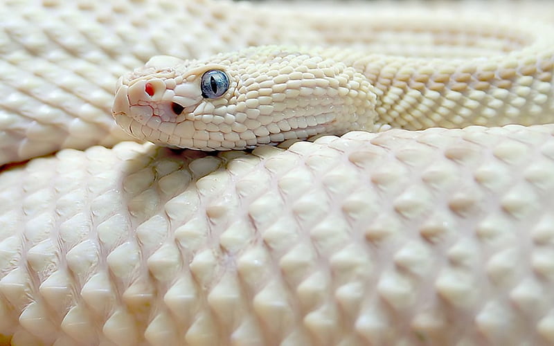 White snake, serpent, white, blue eyes, animal, reptile, snake, HD  wallpaper | Peakpx