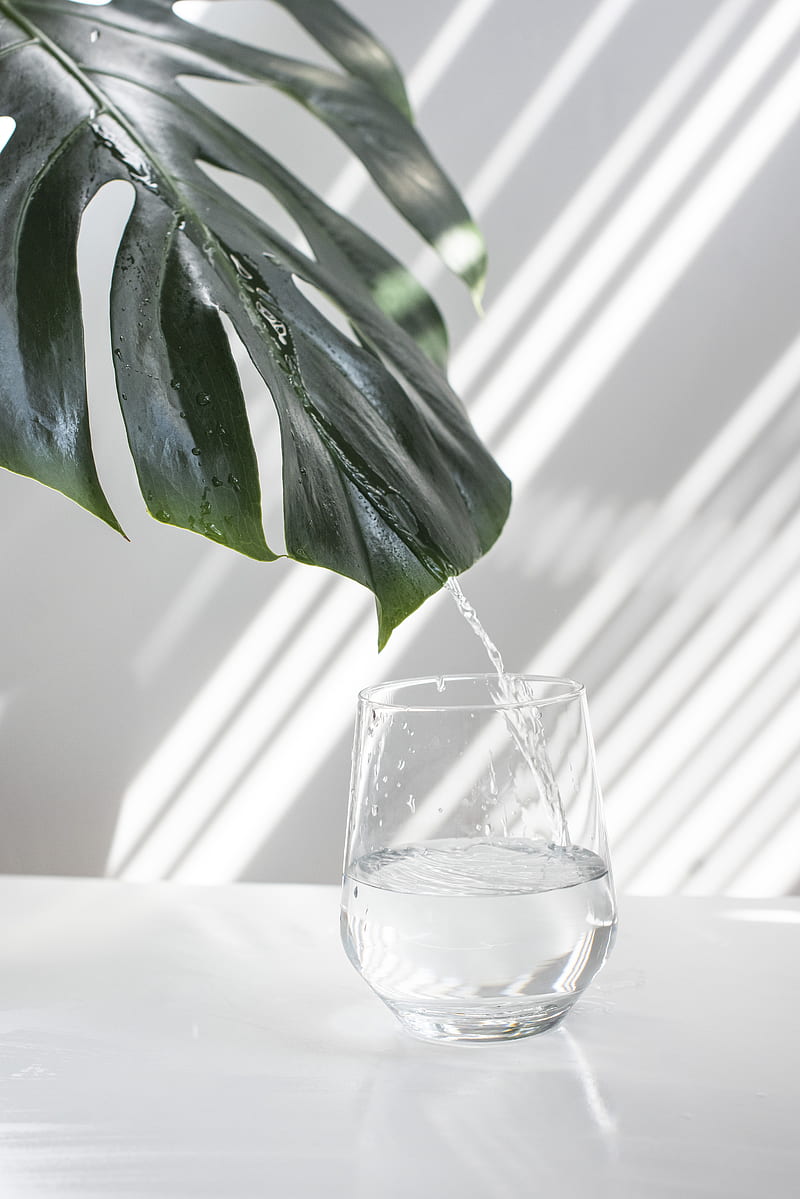 green leaf in clear glass container, HD phone wallpaper