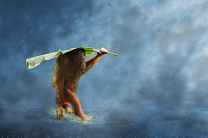 Orangutan, monkey, water, wind, rain, HD wallpaper