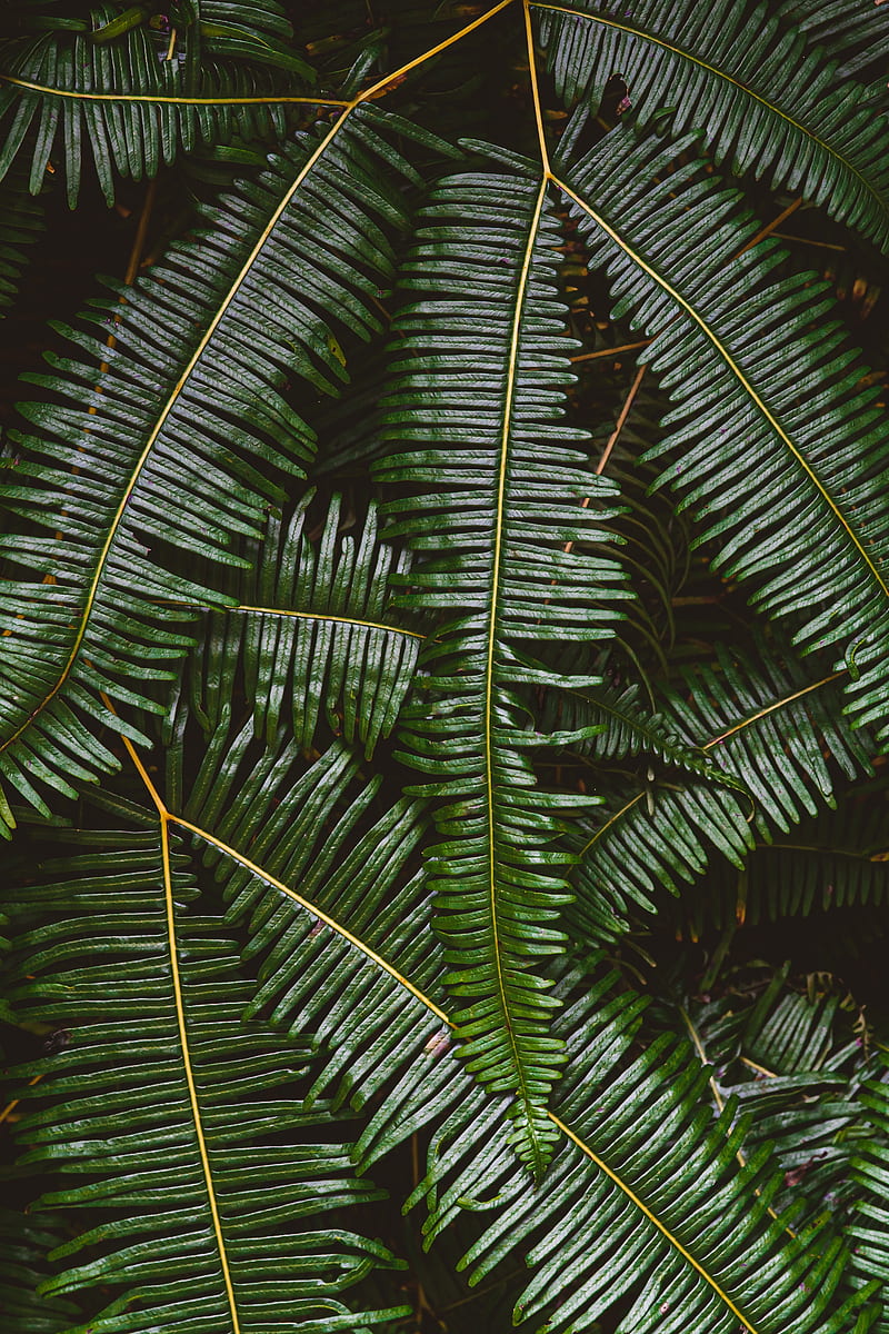 fern, leaves, plant, green, macro, HD phone wallpaper