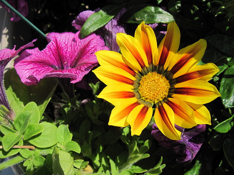 Petunias moradas en mi jardín, amarillo, grafito, morado, petunias, verde,  naranja, Fondo de pantalla HD | Peakpx