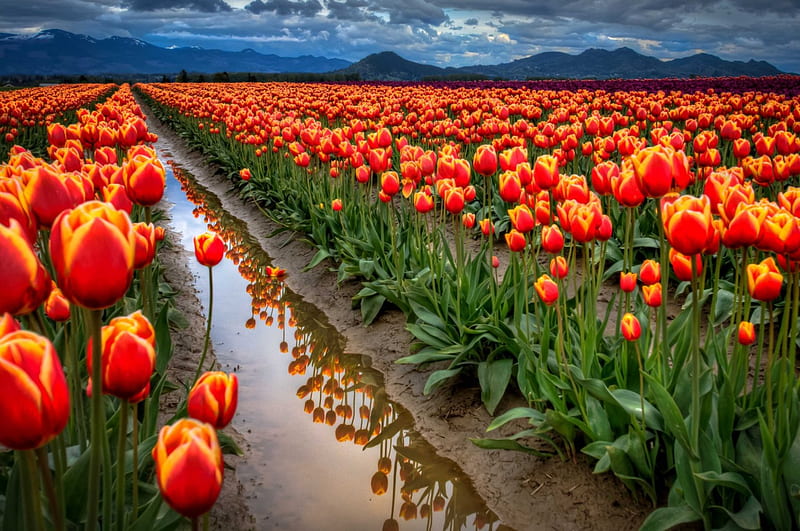 Beauty After Rain, red, bonito, spring, sky, clouds, green, mountains, Washington State, flowers, tulips, reflection, field, snowy peaks, HD wallpaper
