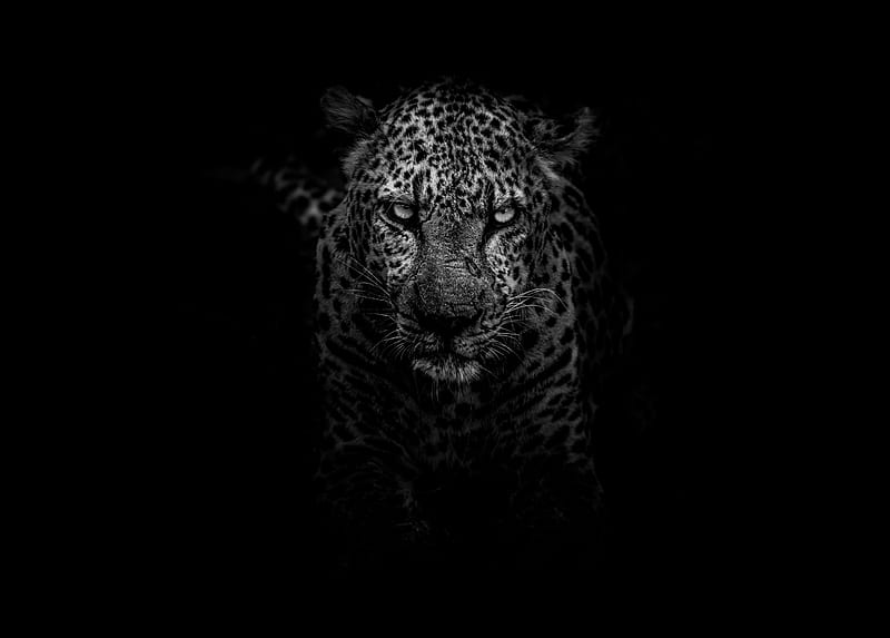 Leopard Dark Monochrome , leopard, animals, dark, monochrome, black-and-white, HD wallpaper