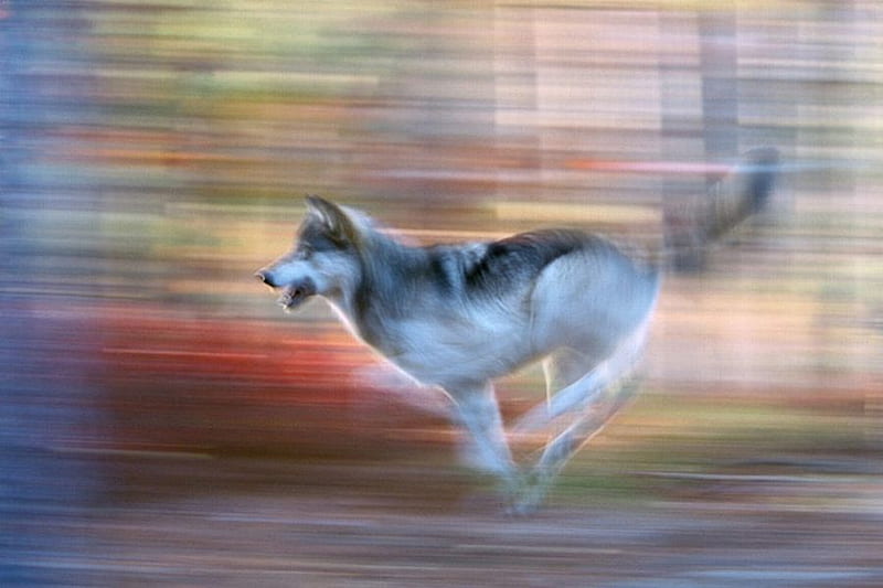 Lobo en movimiento, fresco, lobo, en movimiento, Fondo de pantalla HD |  Peakpx