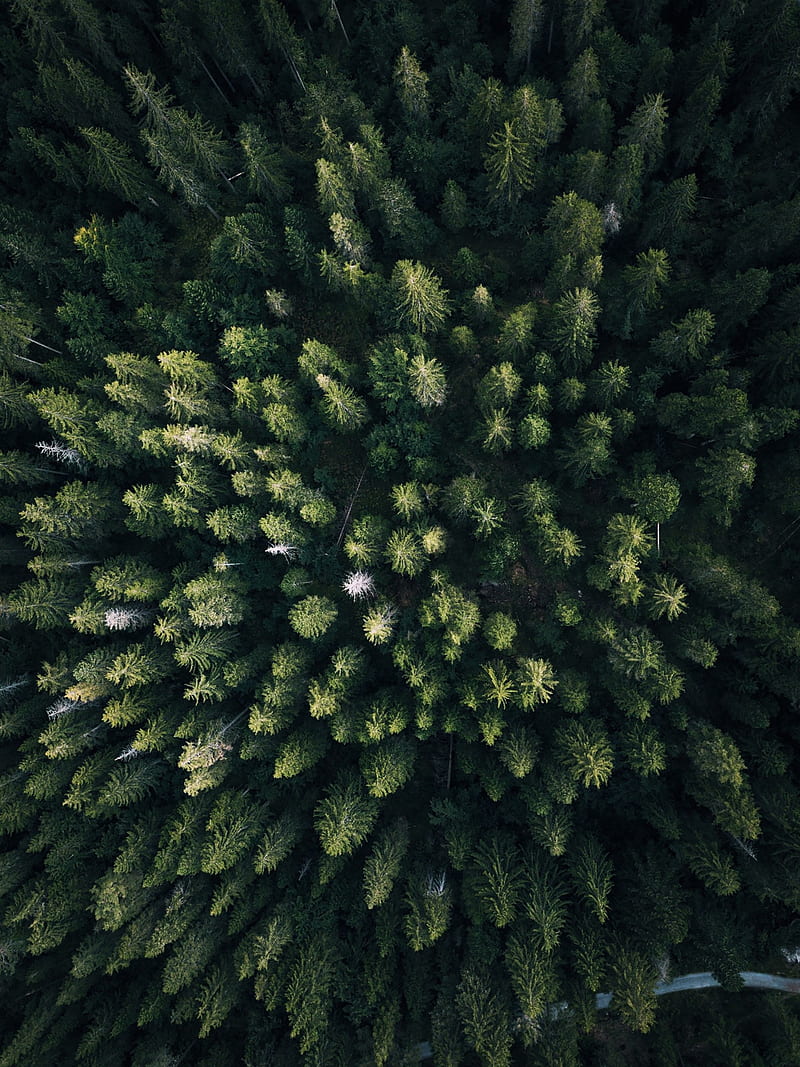 forest, aerial view, trees, green, overview, HD phone wallpaper