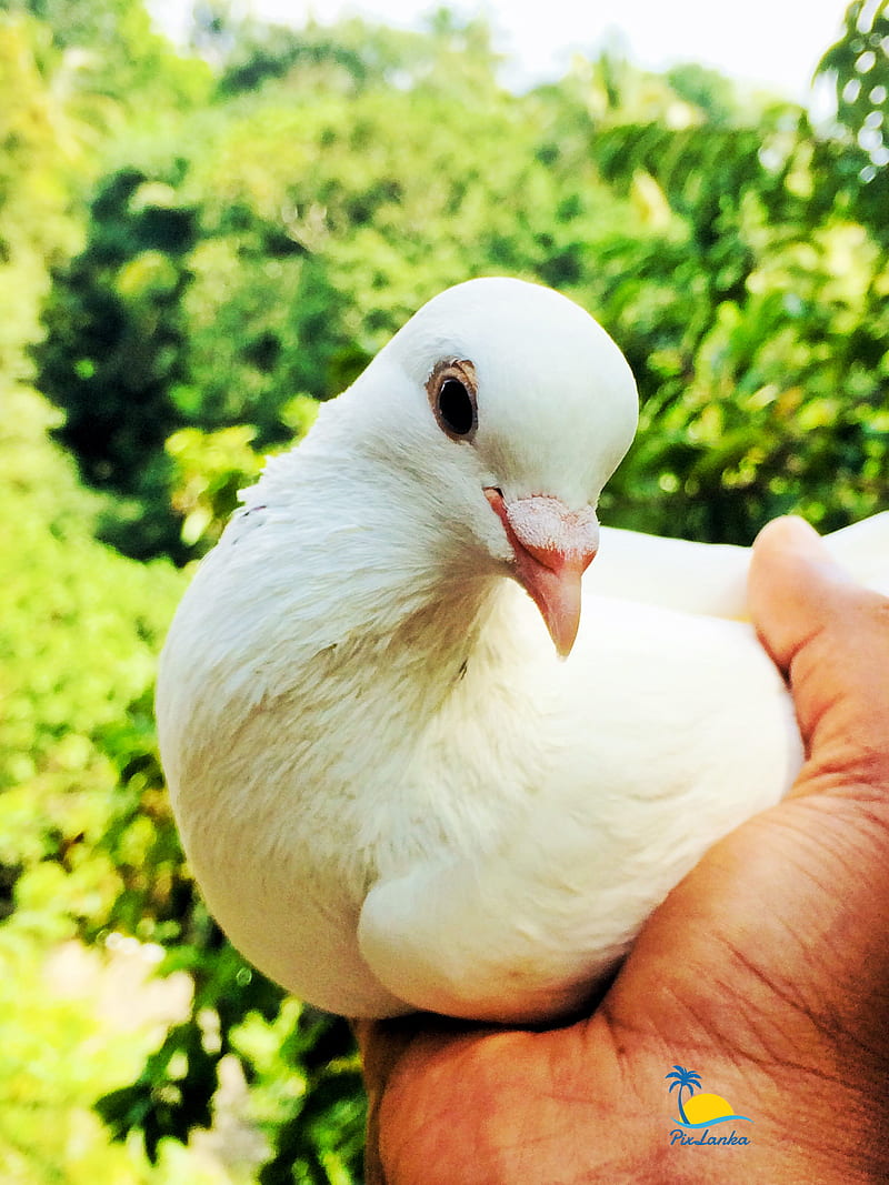 pigeon, beauty, bird, dove, doves, love, white, HD phone wallpaper