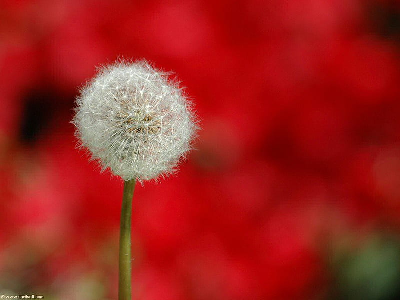 Flower for DN World, red, wind, bonito, park, alone, love, flower, flowers, beauty, garden, nature, white, lonliness, HD wallpaper