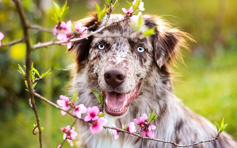 Aussie, blue eyes, Australian Shepherd, bokeh, pets, dogs, Australian Shepherd Dog, Aussie Dog, HD wallpaper