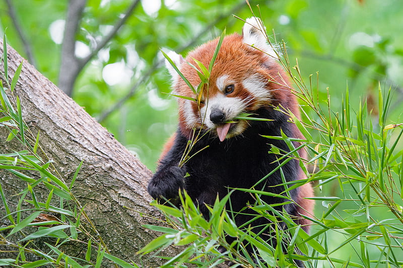 red panda, fire panda, protruding tongue, food, HD wallpaper