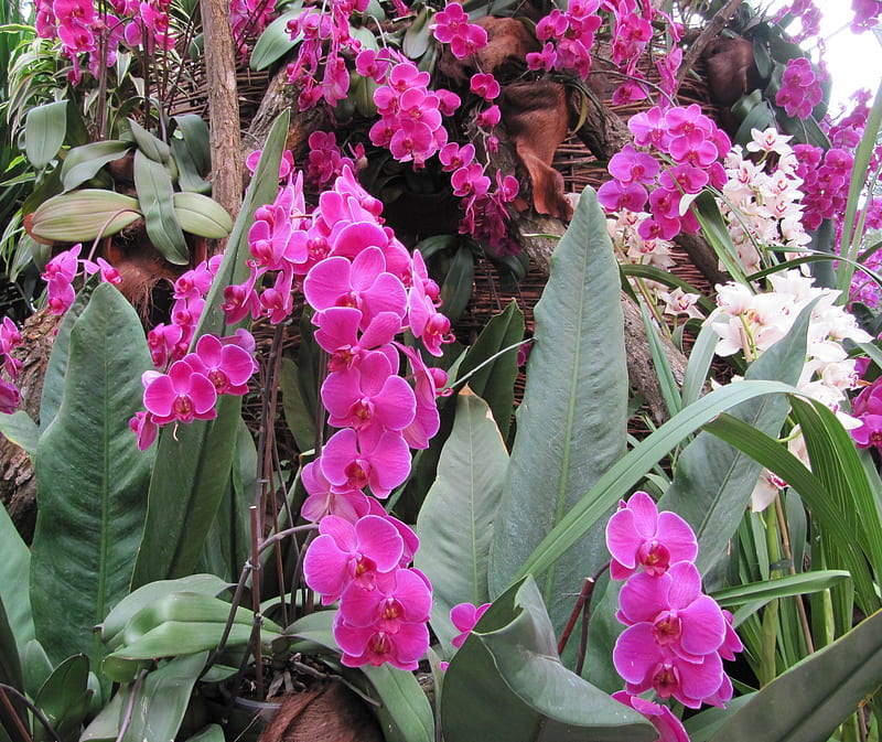 Pink Orchids, flowers, mainau, HD wallpaper