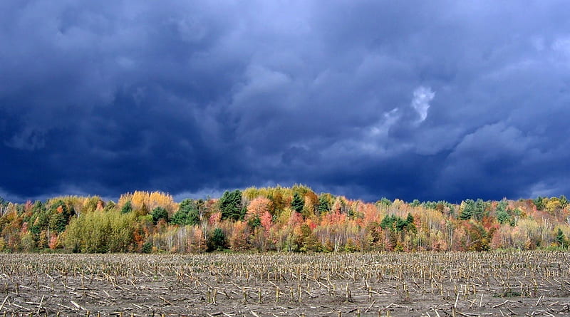 storm after the harvest, forest autumn, corn, clouds, field, HD wallpaper