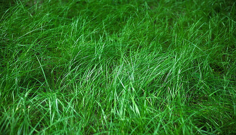 grass, macro, green, plant, HD wallpaper