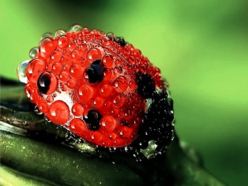 BATH DAY IN BUG WORLD bugs, drops, leaf, bug, water, close up, macro, nature, lady bug, rain, animals, insects, HD wallpaper