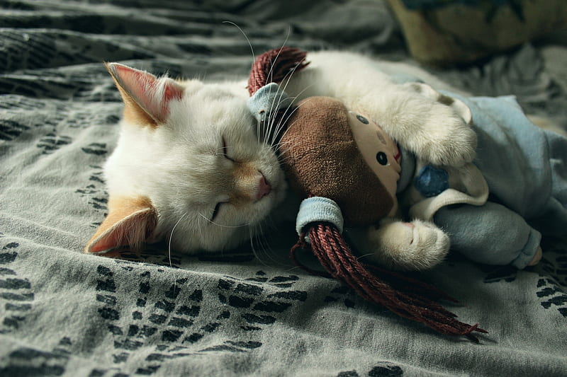 Sleeping kitten, cute, sleep, toy, cat, kitten, animal, sweet, pisica, HD wallpaper