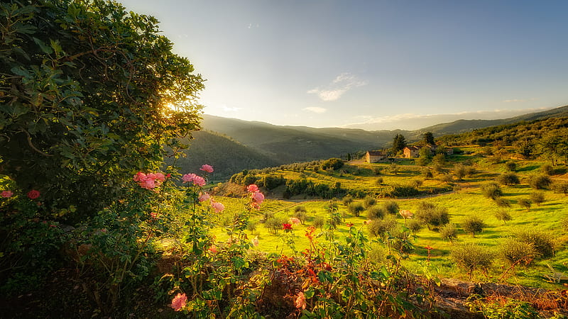 Tuscan Fields, fields, roses, trees, sky, winery, tuscany, landscape, italy, HD wallpaper