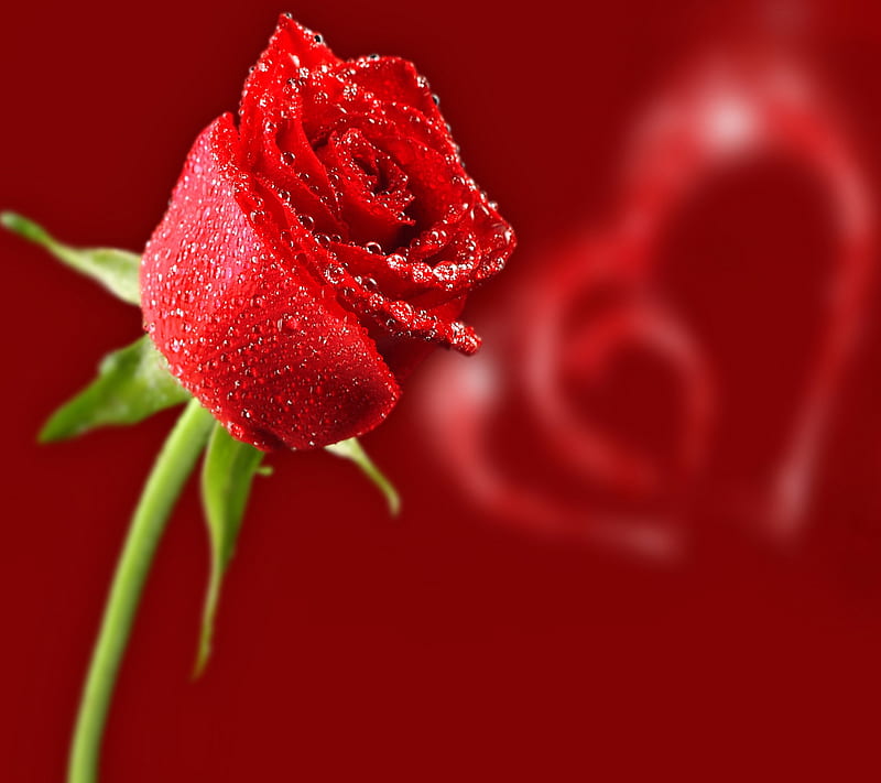Love Rose, heart, love, rose, HD wallpaper