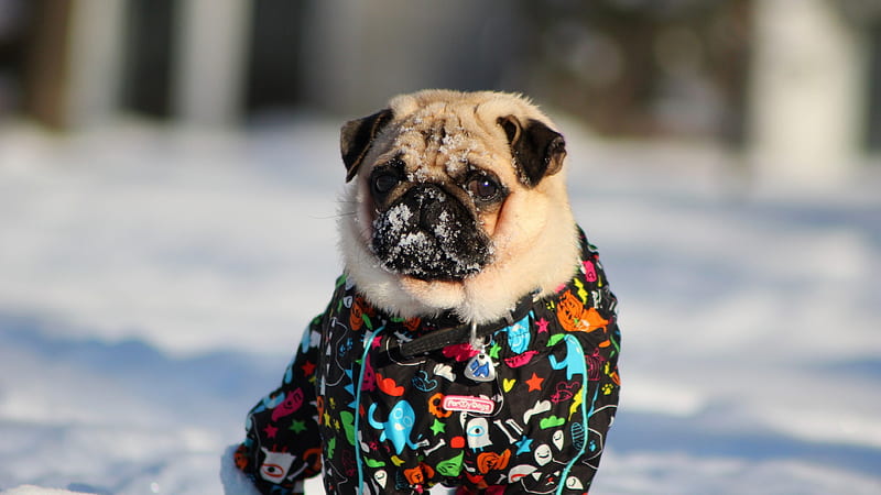 Pug In Snow, pug, animals, snow, dog, HD wallpaper